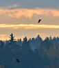 White-tailed Eagle