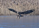 White-tailed Eagle
