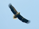 White-tailed Eagle