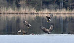 White-tailed Eagle