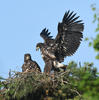 White-tailed Eagle