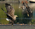 White-tailed Eagle