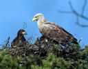 White-tailed Eagle