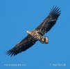 White-tailed Eagle