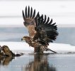 White-tailed Eagle