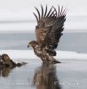 White-tailed Eagle