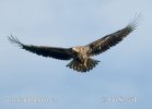 White-tailed Eagle