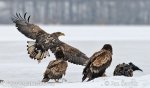 White-tailed Eagle