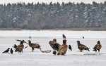 White-tailed Eagle