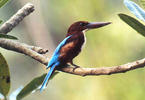 White-throated Kingfisher