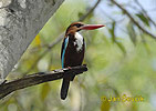 White-throated Kingfisher