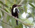 White-throated Kingfisher