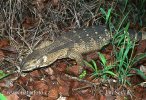 White-throated Monitor