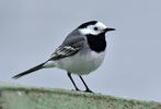 White Wagtail