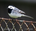 White Wagtail