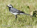 White Wagtail