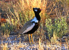 White Winged Black Korhaan