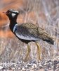 White Winged Black Korhaan