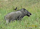 Wild Boar