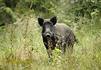 Wild Boar