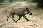 Wild Boar