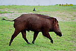 Wild Boar