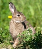 Wild Rabbit