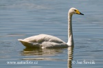 Wilde zwaan