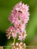 Willowleaf Meadowsweet