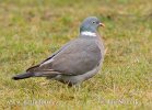 Wood Pigeon