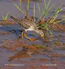 Wood Sandpiper