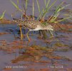 Wood Sandpiper