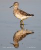 Wood Sandpiper