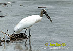 Wood Stork