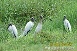 Wood Stork