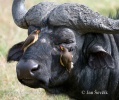 Yellov-Billed Oxpecker