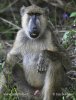 Yellow baboon