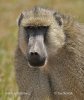 Yellow baboon