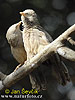 Yellow-billed Babbler