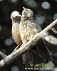 Yellow-billed Babbler