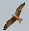 Yellow-billed Kite