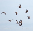 Yellow-billed Kite