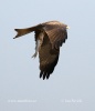 Yellow-billed Kite