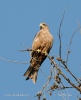 Yellow-billed Kite