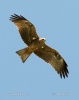 Yellow-billed Kite