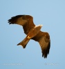 Yellow-billed Kite