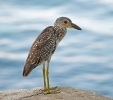 Yellow-crowned Night Heron