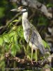 Yellow-crowned Night Heron