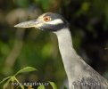 Yellow-crowned Night Heron