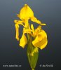 Yellow Flag Iris